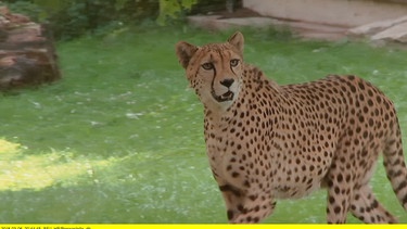 Gepard im Opel-Zoo Kronberg. | Bild: HR