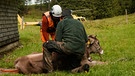Bäne kniet mit Flughelfer bei Kuh (Bergmenschen Staffel 11) | Bild: BR/Luis Trautmann