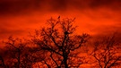 Auf der Spitze eines Baumes in Erlangen ist es offensichtlich, das dieser Vogel den feuerigen Sonnenuntergang in vollen Zügen genießt. | Bild: Wilfried Wagner, Erlangen, 15.04.2024