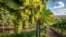Weintrauben an einem Weinstock. | Bild: stock.adobe.com/hykoe
