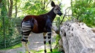 Im Zoo Berlin soll Okapi Bashira auf die Waage. | Bild: BR/rbb/Thomas Ernst